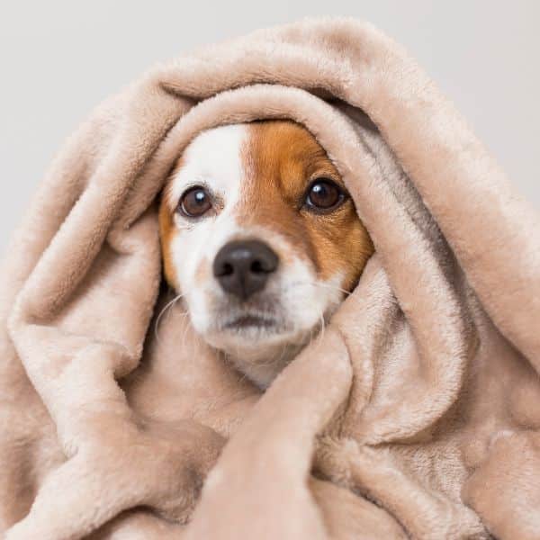 Is Fleece Vegan? Or Are Animals Exploited For It?